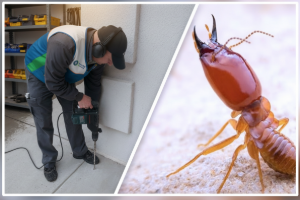 Apartment termite control