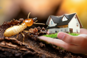 Bungalow termite control