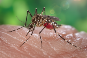 Mosquito Pest Control Service